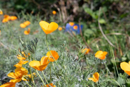 Orange flowers with a blue Lane banner in the background