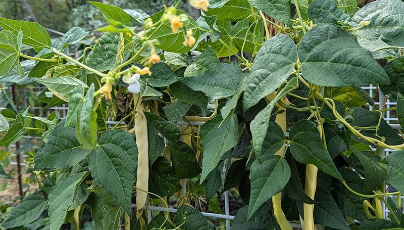 ripe yellow pole beans hanging from the vine