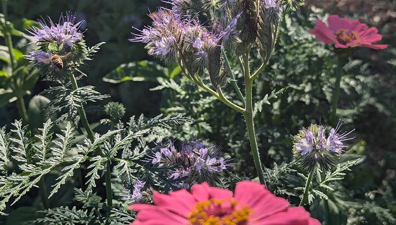 a pink zinnia, thistles, and other flowers in the sunshine