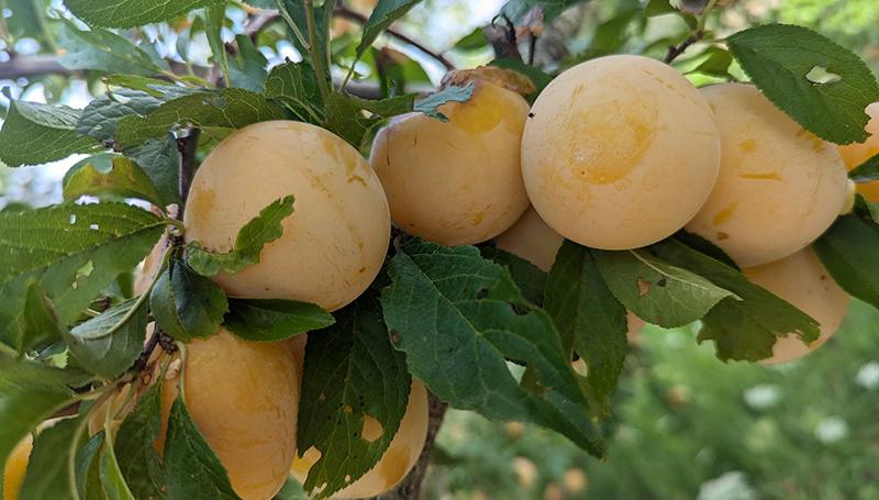 ripe yellow plums crowded on a branch