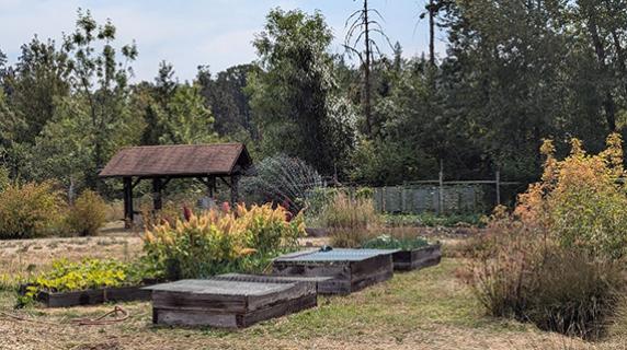 the learning garden in summer with raised beds growing various produce