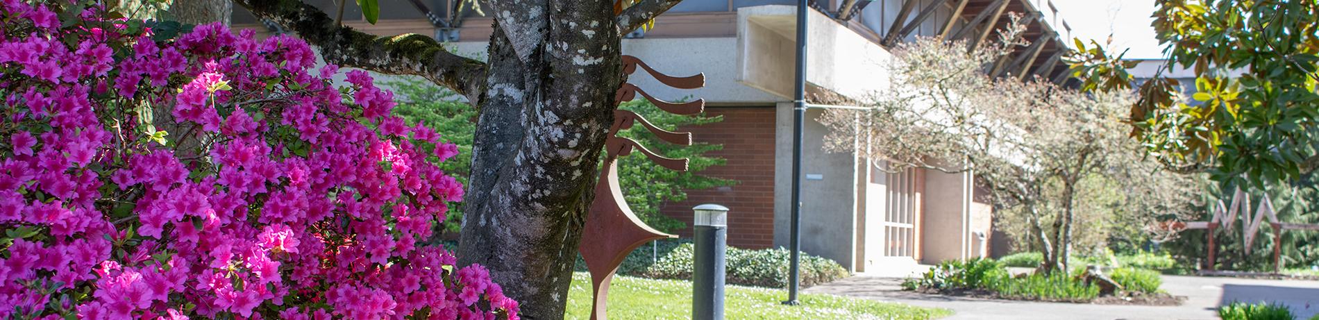 an azalea bush in bloom on campus with an abstract sculpture in the background