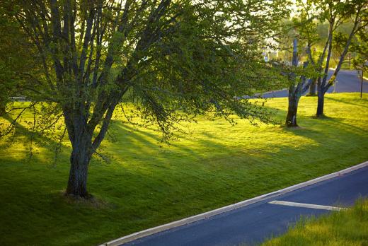 Green grass and oak trees by the road to LCC